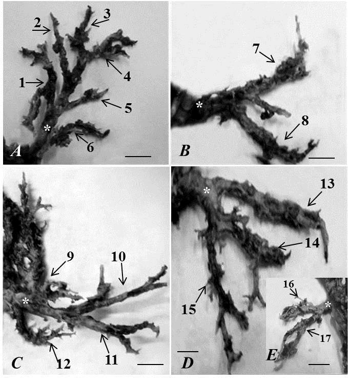 200 A. C. Santos et al. FIGURA 3: Fotografia dos brônquios segmentares dissecados do pulmão direito de Procyon cancrivorus.