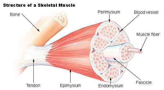 Fisiologia Anatómica do Músculo Esquelético http://training.seer.cancer.gov/module_anatomy/unit4_2_muscle_structur e.