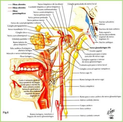 O exame clínico Examinar o IX nervo é uma tarefa difícil devido as suas relações com demais nervos cranianos, principalmente com o X nervo e, o acesso ao exame que se torna inacessível.