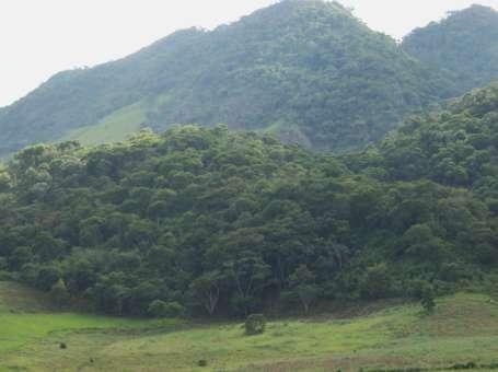 Floresta Matriz Floresta Regenerada Figura 03 - Fragmento florestal em estágio médio e com 12 anos de regeneração