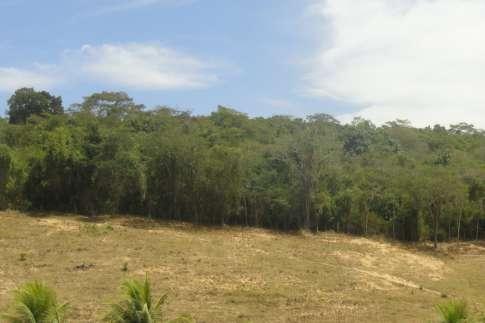 foto) Figura 04 - Vila Pavão, ES: fragmento florestal em estágio médio de regeneração, com 30 anos de regeneração