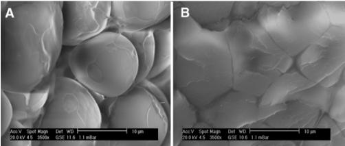 Micrografia de grânulos de amido (A) Endosperma farináceo (B) Endosperma vítreo Narváez-Gonzáles