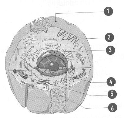 4. A figura seguinte representa 2 tipos de células, procariótica e eucariótica. 1 2 4 5 3 Figura 2 4.1 Faça a legenda da figura. Célula procariótica 1. Ribossomas 2. Parede celular 3. Citoplasma 4.