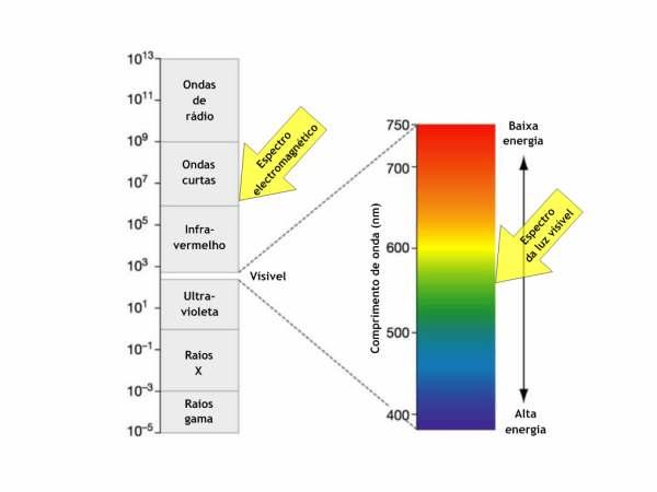 Fotossíntese: Como captam os pigmentos fotossintéticos ticos a energia luminosa?
