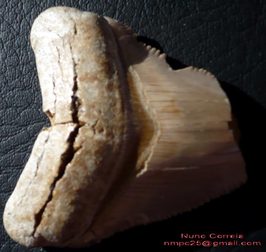 Somatofóssil 5 Fóssil de restos somáticos (isto é, do corpo) de organismos do passado.