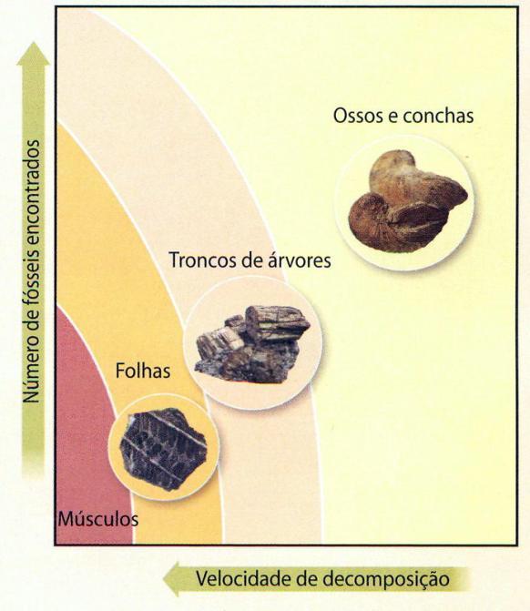 Fossilização 7 Para que um organismo ou um vestígio seja preservado, terá de ser rapidamente enterrado em