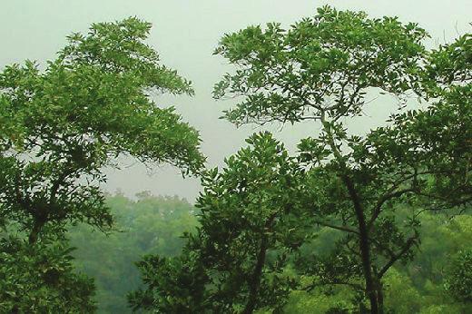 ESPÉCIE Acacia mangium A Acacia mangium é a espécie florestal mais plantada no mundo, com uma área comercialmente explorada no planeta de aproximadamente 600 mil hectares.