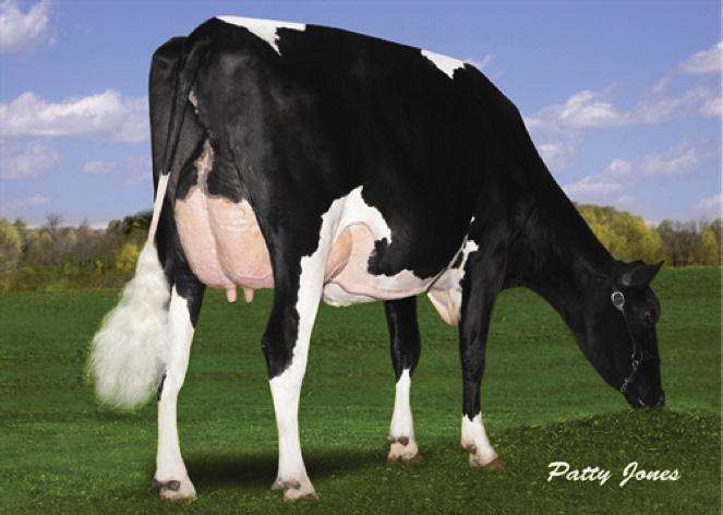 Lemust é um touro que pode ser usado em novilhas e vem da excepcional linhagem Comestar, sendo filho da Lautamia Bolton MB-87 2 Anos, com 17.747 kg de leite na primeira cria (4,5% de gordura!!).