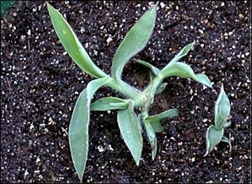 Folhas largas Corda-de-viola (Ipomoea grandifolia) Caruru (Amaranthus spp) Picão-preto (Bidens pilosa) Leiteiro (Euphorbia heterophylla) Resistentes aos herbicidas inibidores da