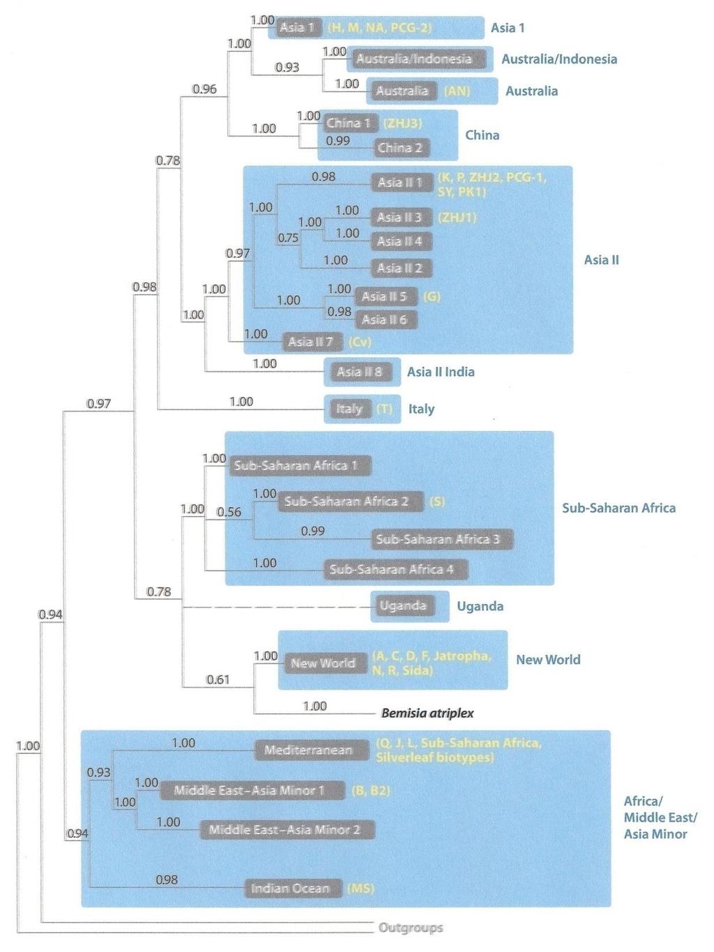 Quantos biótipos ou espécies?