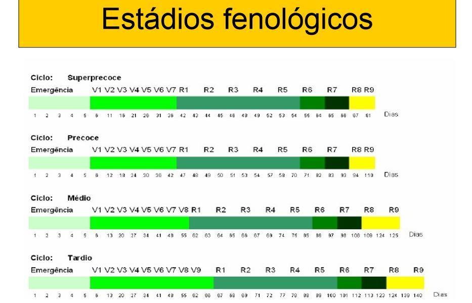 1 fêmea= 42, 2 milhões 4 gerações