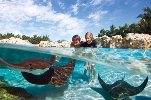 ULTIMATE PACKAGE Ultimate Package inclui: Uma visita ao Discovery Cove* em data pré reservada e visitas ilimitadas aos parques: SeaWorld Orlando, Busch Gardens Tampa e ao Aquatica por 14 dias