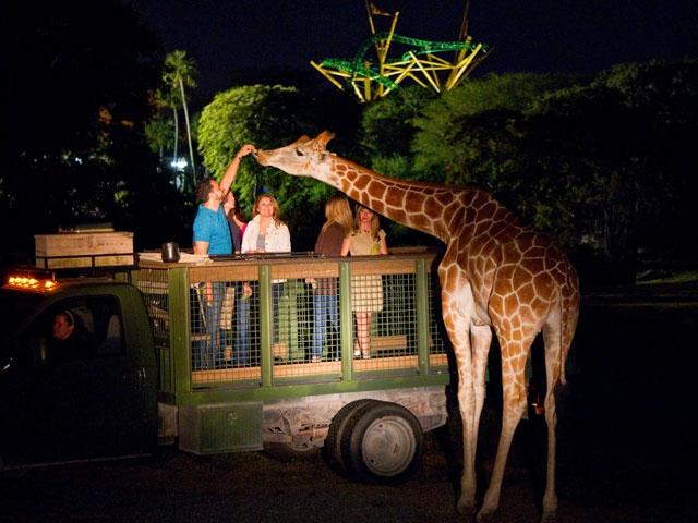 deste mundo que compartilhamos. As oportunidades para fazer fotos durante o Serengeti Safari são inacreditáveis.