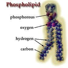 Fosfolipídios
