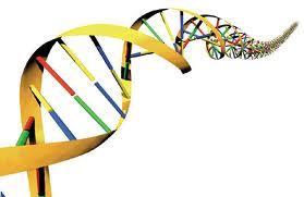 Ácidos Nucleicos Macromoléculas orgânicas com importante papel no