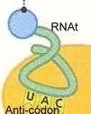 transportador (RNAt) Transportar aminoácidos