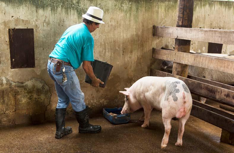 700 toneladas de insumos já foram distribuídos a animais de Barra