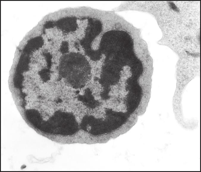 indicadas por uma seta), por sua visualização na microscopia