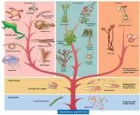 Haeckel Tentativa de acomodar melhor os microrganismos 1866 (Ernest Haeckel) Organismos unicelulares de organização simples terceiro reino => PROTISTA Animália (animais) Plantae (plantas e algas