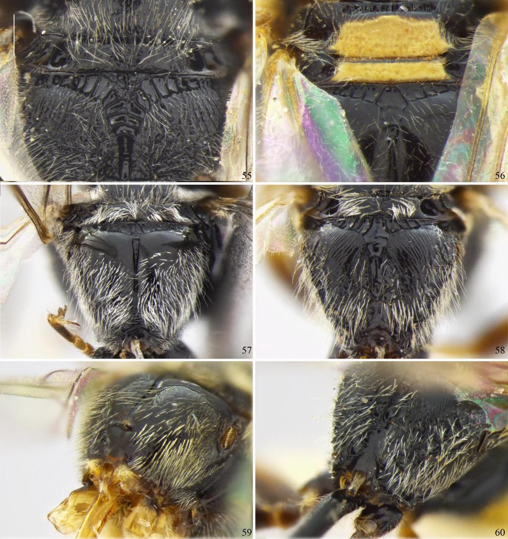 Figuras 55 60: Propódeo (fêmeas): Fig. 55: Vista dorsal, Psenulus fuscipennis (Europa, Alemanha); Fig. 56: Vista dorsal, P. carinifrons (Ásia, Índia); Fig. 57: Vista dorsal, P.