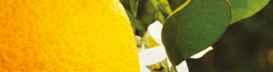 Em média, são erradicados aproximadamente 250 Produtores Rogério Roberto e Mário Finoto se uniram a vizinho, arcaram com os custos e erradicaram pomar de limão sem controle plantas por ano,