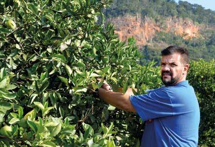 PES SAFRA MAIOR, FRUTOS MENORES Clima favorável foi decisivo para alta produtividade; serão 265 frutos por caixa Aprodução do cinturão citrícola de São Paulo e Triângulo/Sudoeste Mineiro em 2017/18,