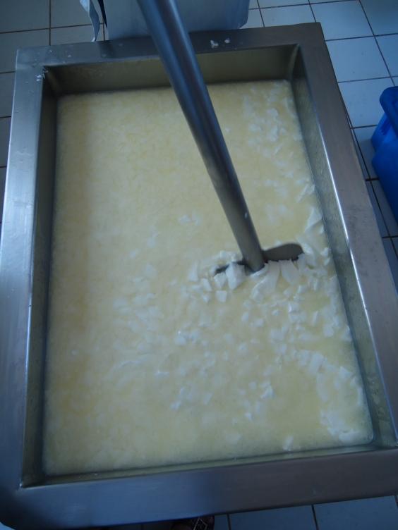 Processamento de queijo... a partir de leite pasteurizado.