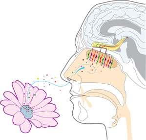 PERCEÇÃO SENSORIAL - OLFATO qolfato humano - pouco desenvolvido comparado com o de outros mamíferos qo epitélio olfativo humano - tem cerca de 20 milhões de células sensoriais, cada uma com 6 pêlos