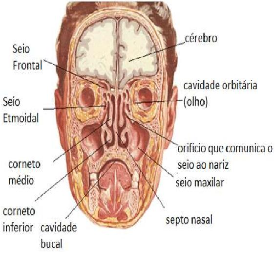 O NARIZ q 2 narinas separadas pelo