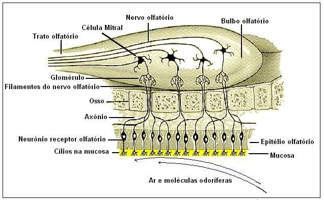 inferior - mucosa vermelha - muito rica em vasos sanguíneos, contém glândulas que segregam muco, que mantém