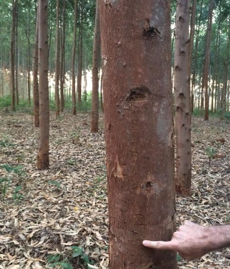 Árvore com 4