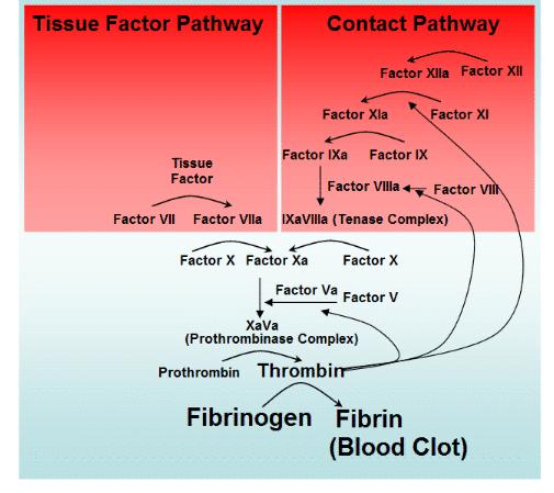 Cascata de coagulação Via extrínseca (Factor tecidular) Via intrínseca (todos os seus