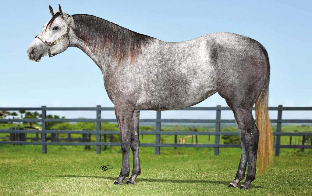 NEW SILVER DIEGUITA 27 Fêmea Tordilho 30/11/12 Vendedor: HARAS JOEL GONÇALVES P+ DON DIEGO FRED HJG 10/05/17 NEW APOLLO VERDE MISS SILVERDIEGO HJG APOLLO VM INARA VISTA DON DIEGO BARS LADY RONALD