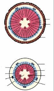 Medula Fibras do floema primário Córtex Câmbio vascular primário Após a formação de uma certa quantidade de xilema e floema rompida Córtex Periderme Ao final do primeiro ano de crescimento, mostrando