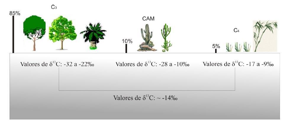 13 Orchidaceae, Bromeliaceae e Cactaceae. Valores de δ 13 C de -10 a -28 são encontrados em espécies CAM.