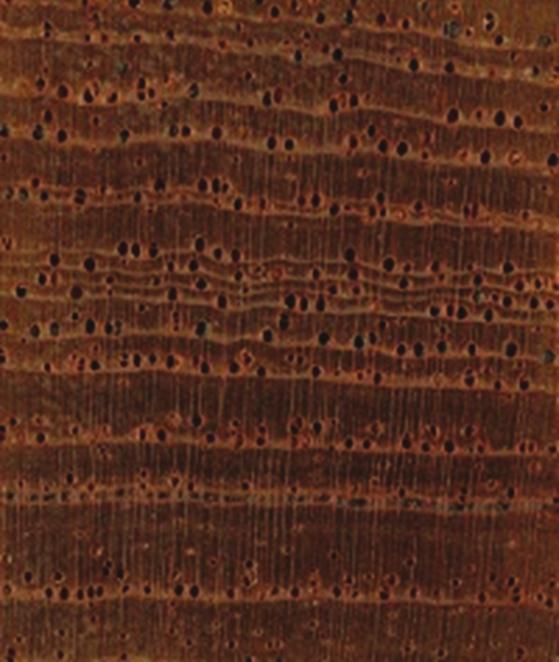 Fotomacrografia da madeira de Hymenolobium petraeum plano transversal, 10.