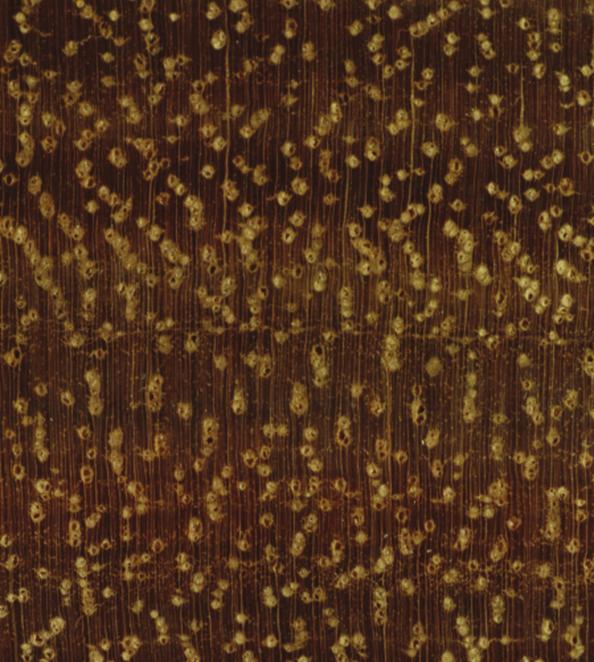 Fotomacrografia da madeira de Corymbia citriodora plano transversal, 10.