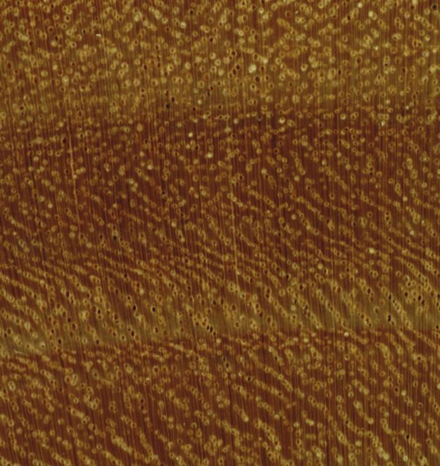 Fotomacrografia da madeira de Cedrela fissillis plano transversal, 10.
