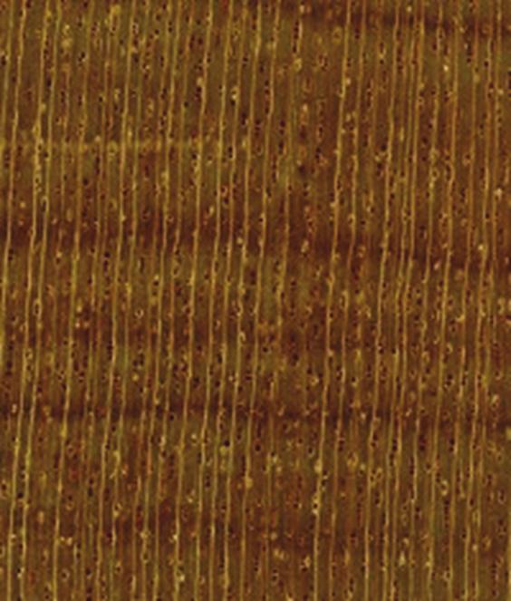 360 Alves RC, Oliveira JTS, Motta JP, Paes JB Figura 9. Fotomacrografia da madeira de Manilkara longifolia plano transversal, 10. Figure 9.