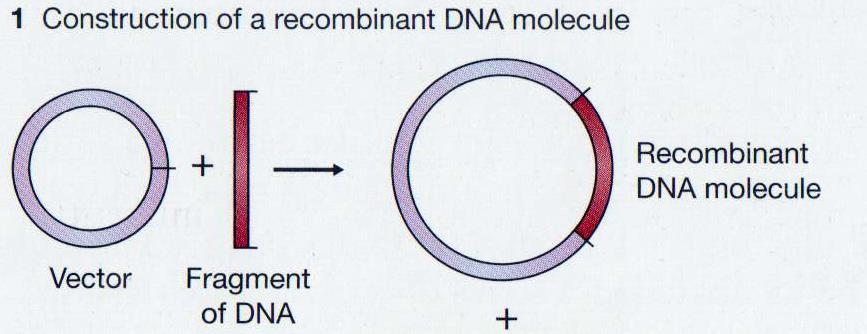 What is gene cloning?