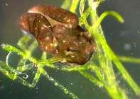 Elysia chlorotica Esta lesma alimenta-se de uma alga