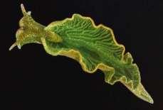 cloroplastos dessa alga em si, porque contem no seu