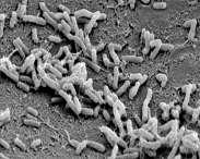 Agrobacterium tumefaciens Bactéria (Gram-) do solo, causadora de uma doença nas plantas