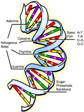 O código genético encontra-se sob a forma de uma molécula o