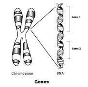 No DNA encontram-se os Genes Um gene é uma unidade hereditária