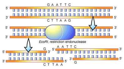 Enzima de restrição proteína que