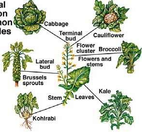 Variedades de couve Brassica oleraceae O que são alimentos transgénicos?