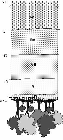 867 Após est etp, s mostrs form secs em estuf ± 105 C, por 24 h, pr determinção do teor de águ e d densidde do solo, conforme Blke & Hrtge (1986).