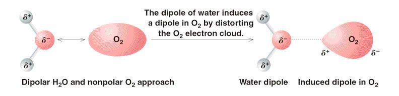 Forças dipolo permanente- dipolo induzido São devidas à ação de uma molécula polar sobre uma molécula apolar.