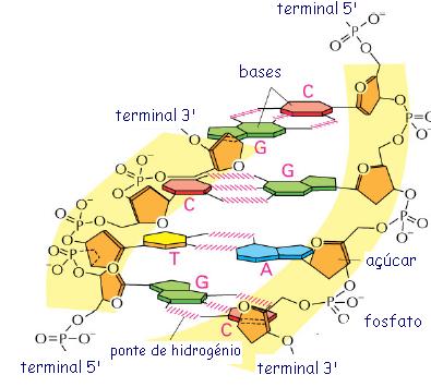 Ligações de hidrogénio são responsáveis pelo emparelhamento das bases do DNA Pontes